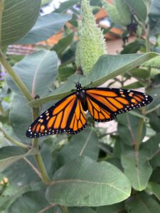 An orange and black butterfly