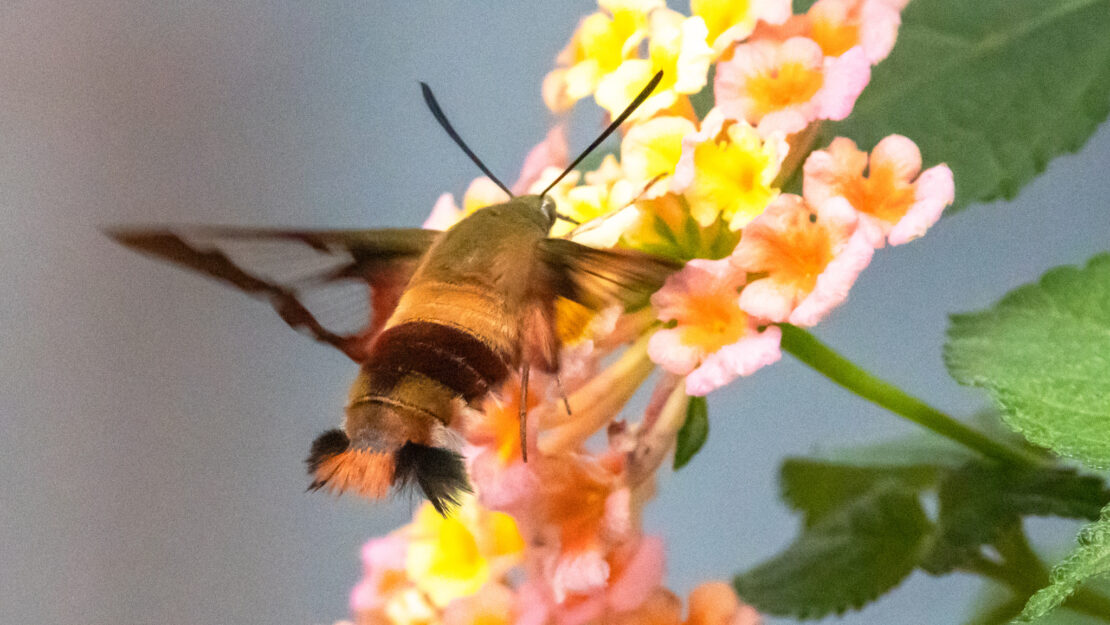 A moth reaches out with its proboscis towards a white and yellow flower.