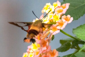 A moth reaches out with its proboscis towards a white and yellow flower. 