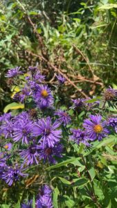 Purple wildflowers