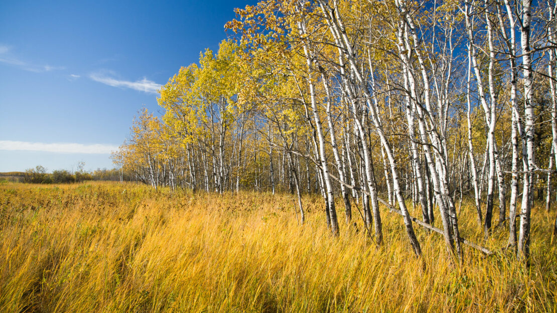 aspen trees and prairie grasses