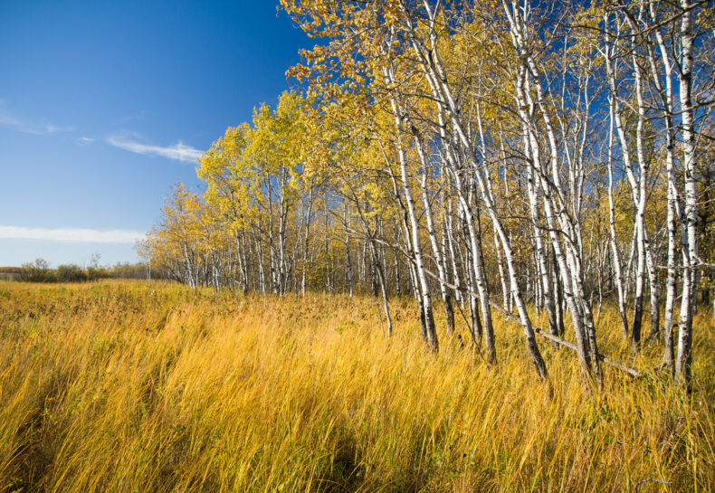 The Tallgrass Aspen Parklands: Minnesota’s Fourth Biome