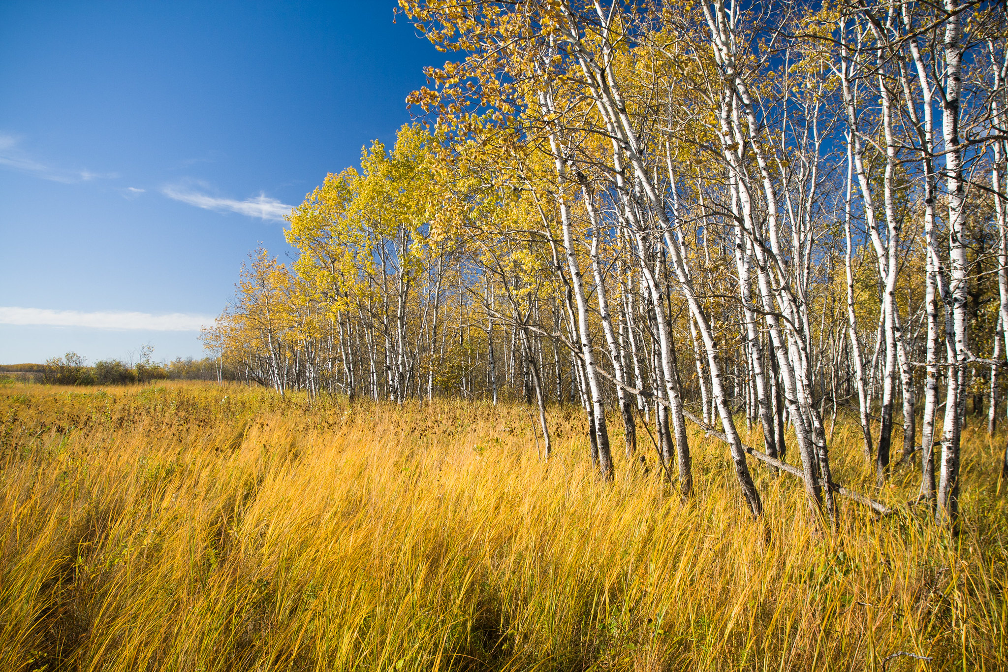 aspen trees and prairie grasses