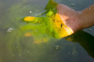 A hand holding green gelatinous algae