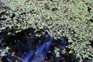 tiny green plants that form a mat on water.