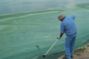 A person standing at waters edge full of green algae.