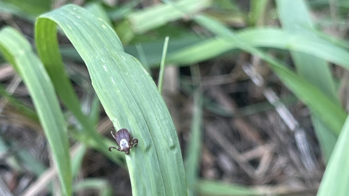 A small brown tick on a leaf of grass.