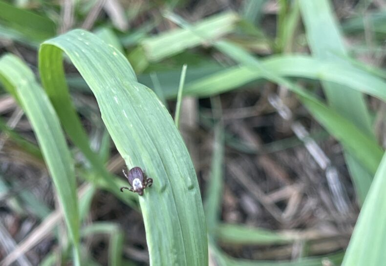 Ticks, Chiggers, and Mosquitoes, Oh My!