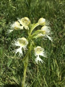 Small white wildflower.