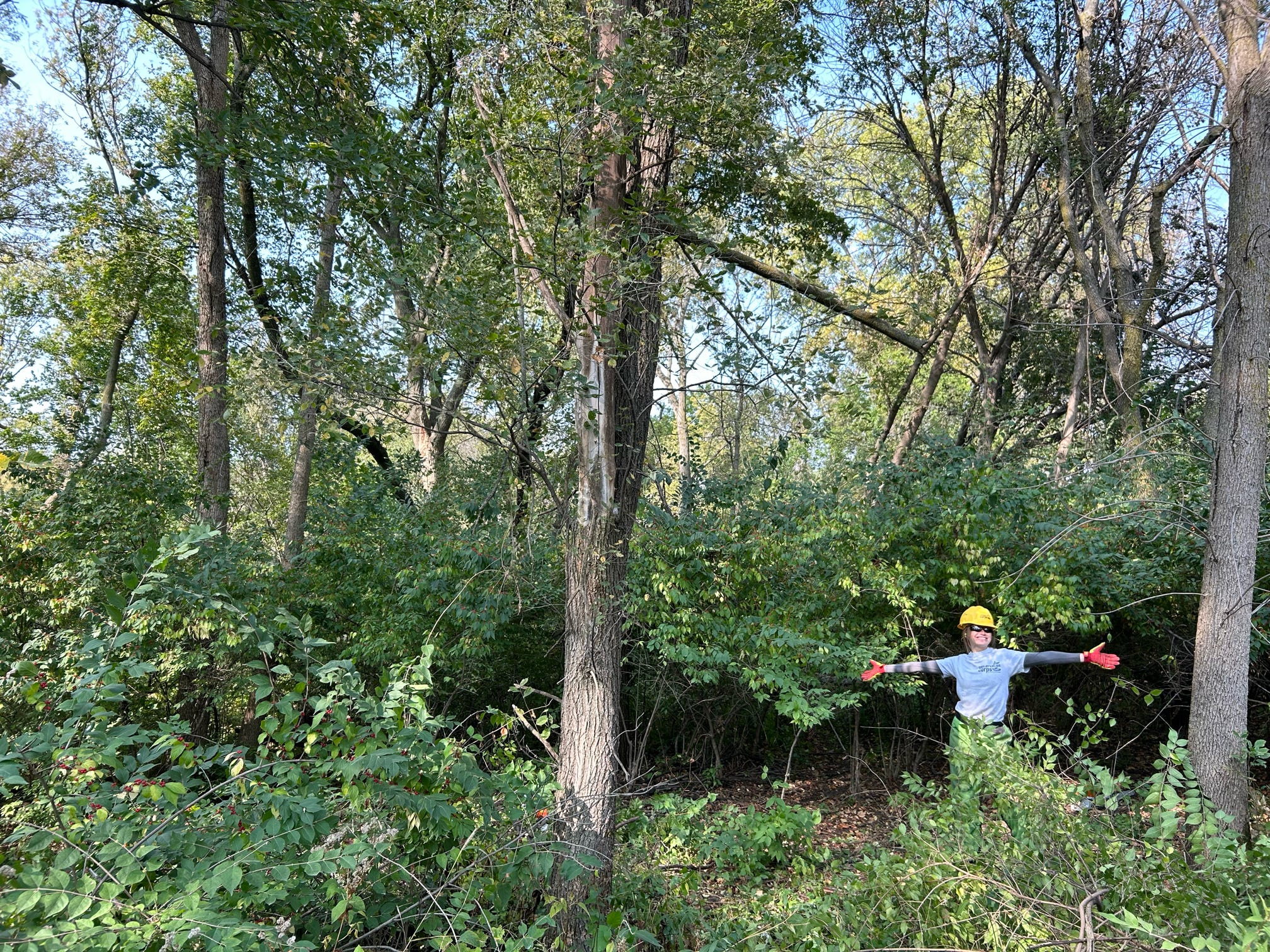 a person in a forest.