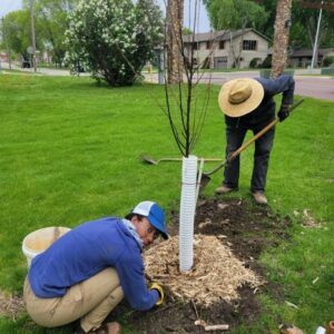 A person crouching to pack mulch around a freshly planted tree.