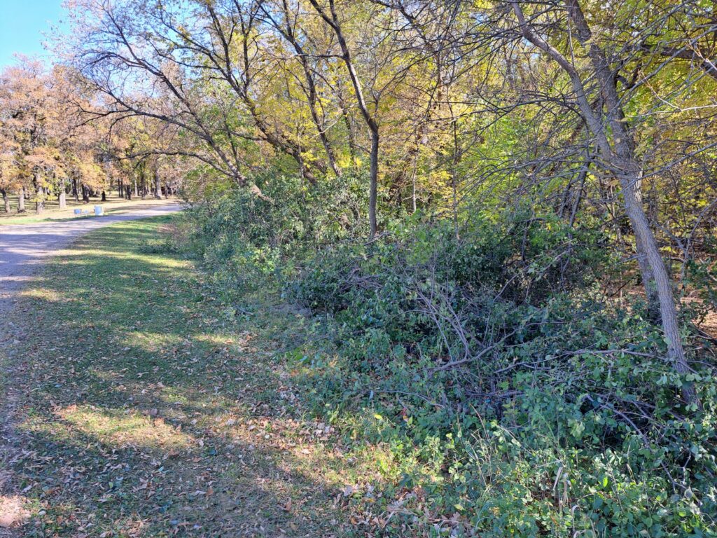 A brushy buckthorn patch along the side a road