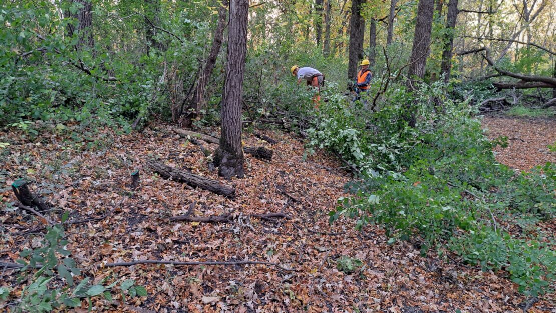 People doing work to remove brush in a forest.