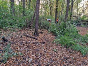 People doing work to remove brush in a forest.