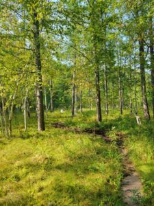 Trail through a forest.