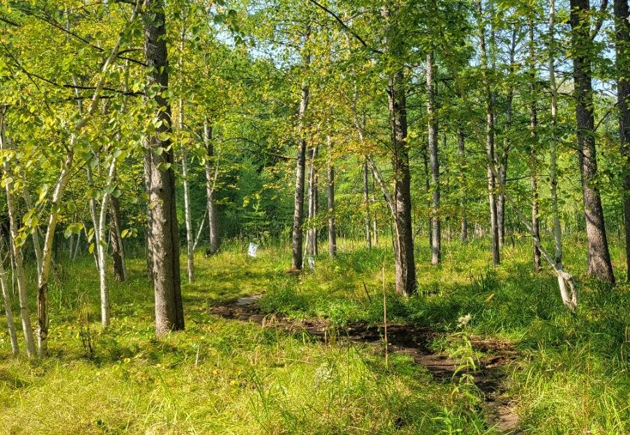 Trail through a forest.