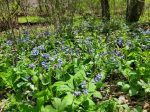 Purple wildflowers