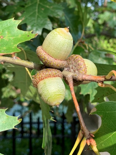 Acorns