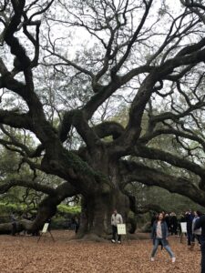 A large oak tree with people around.