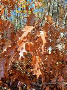 Brown oak leaves.