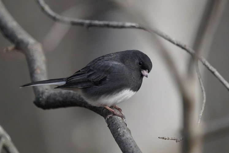 A dark grey bird