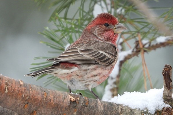 A tan and red bird.