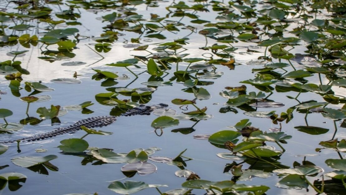 Marsh plants