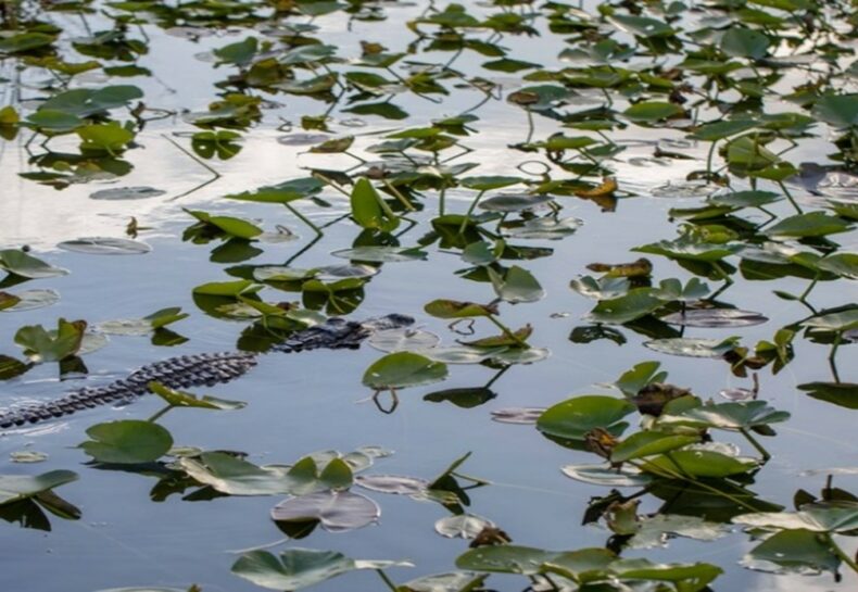 Marjory Stoneman Douglas: Everglades Defender from Minneapolis