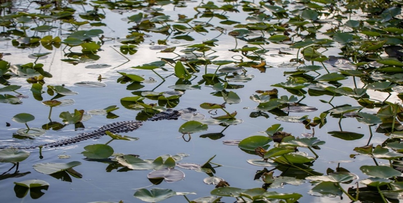 Marsh plants