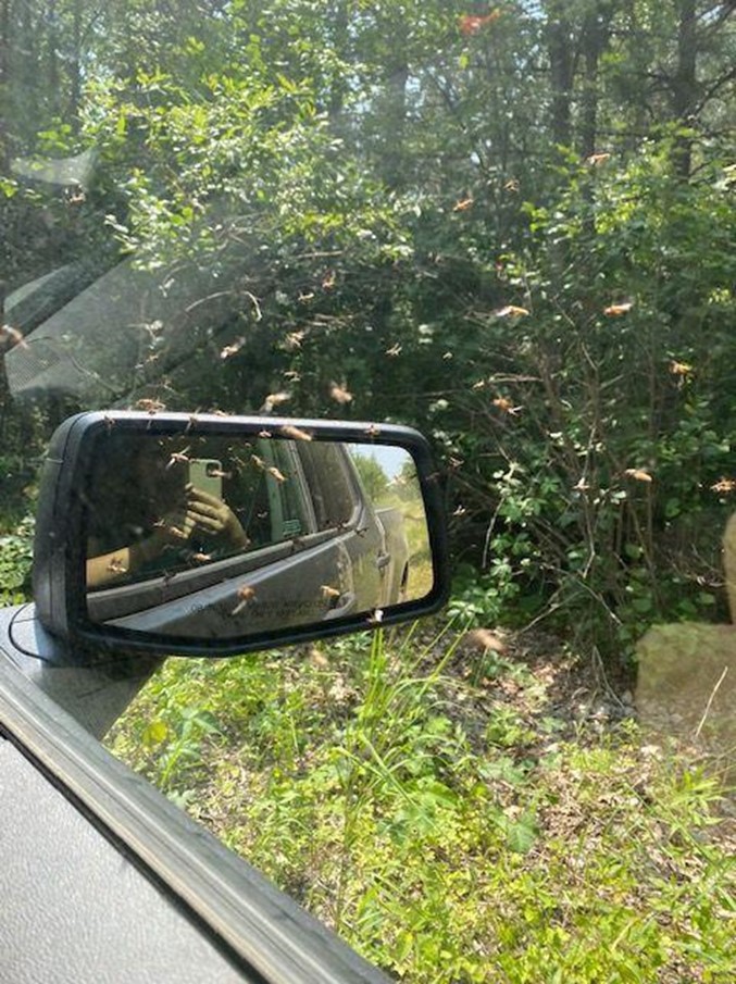 Flies swarming around a truck mirror