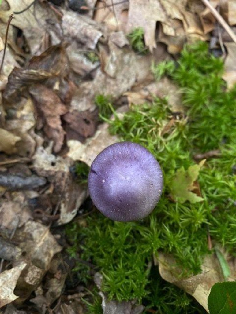 Purple mushroom.