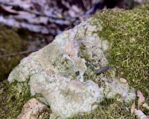 moss on a rock