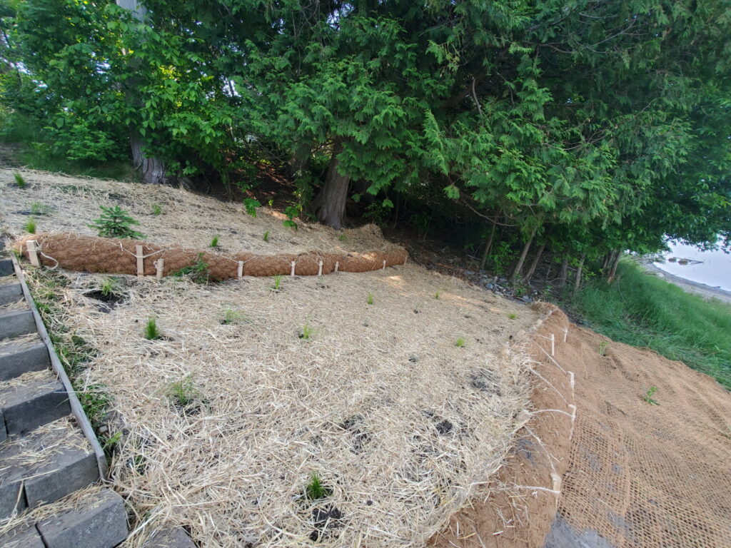 Erosion control on a slope.