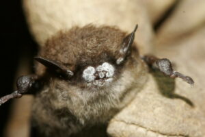 A small brown bat with a white nose.