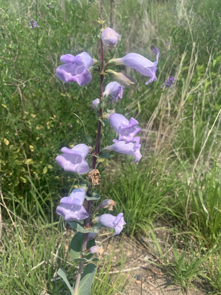 Pink flowers