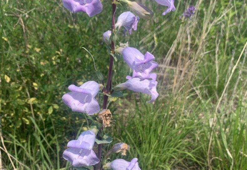 The Arrival of Summer