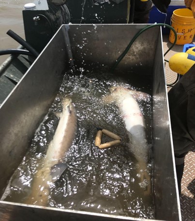 fish in a small tank