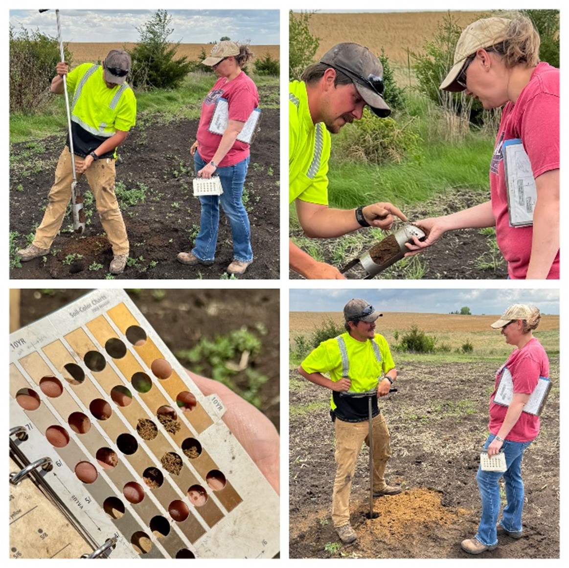 Four photos of diggin in a field.