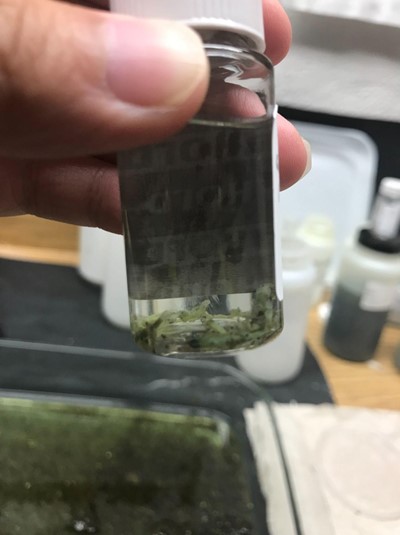 Hand holding a water sample