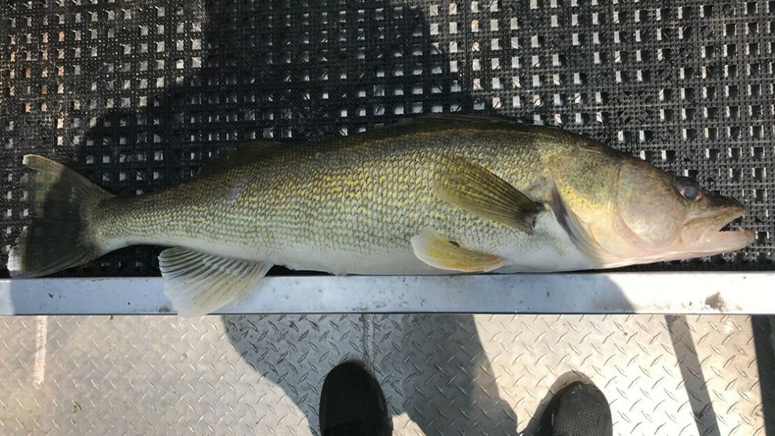 A fish out of water