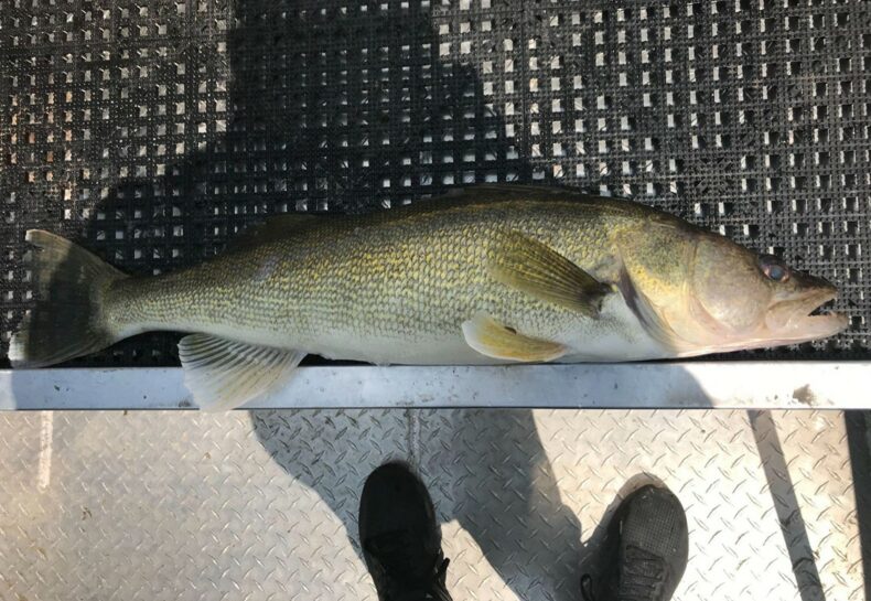 A Wildlife Person’s Perspective on Fisheries as a DNR Fisheries Intern