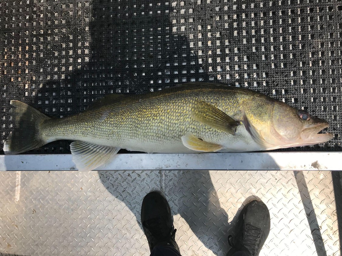 A fish out of water