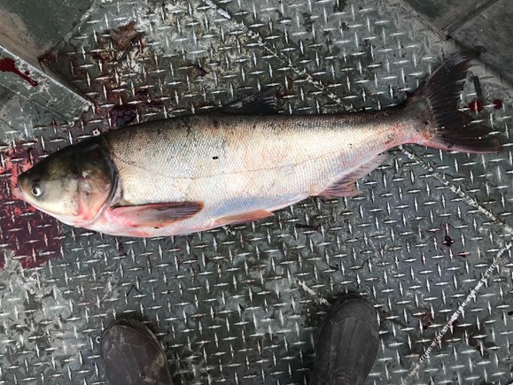 A Carp on a metal surface