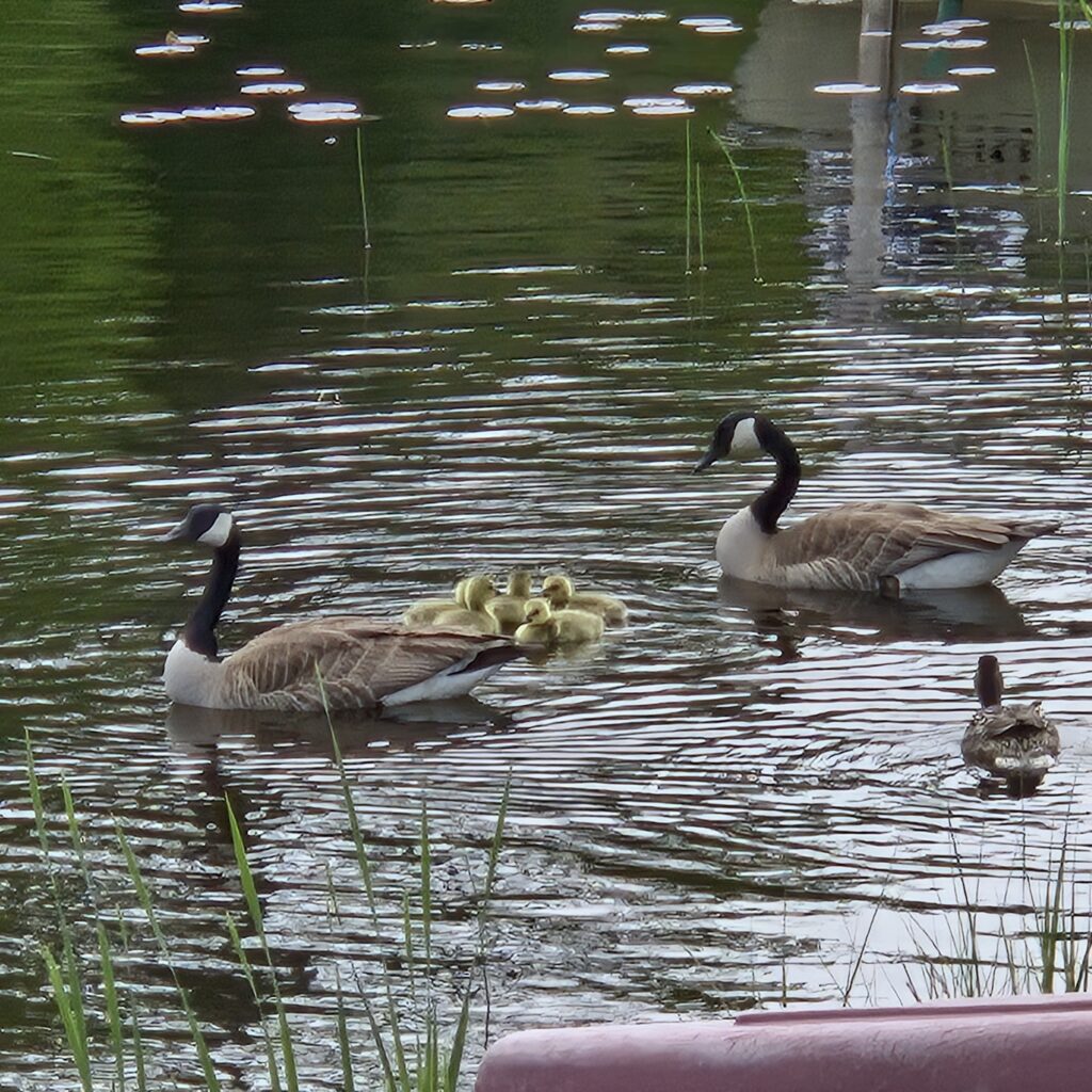 Geese on a lake