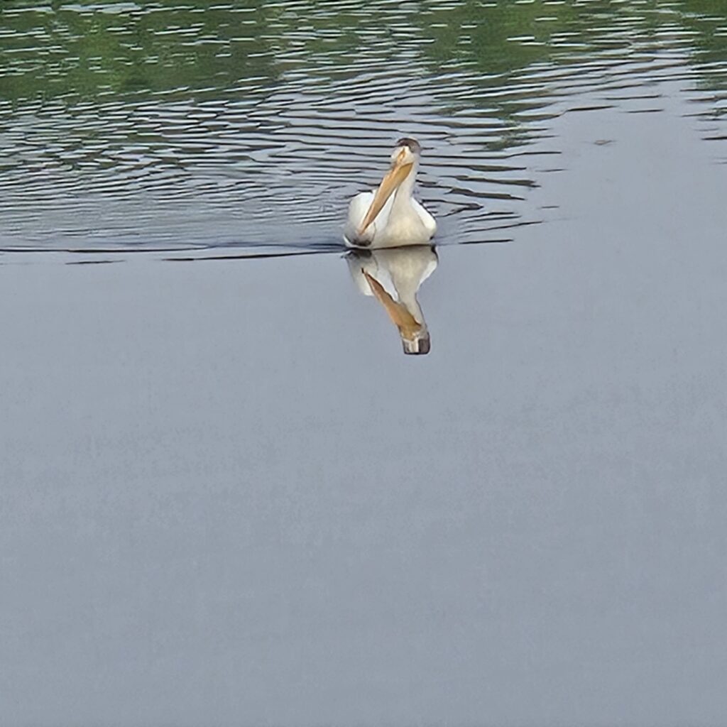 Pelican on a lake