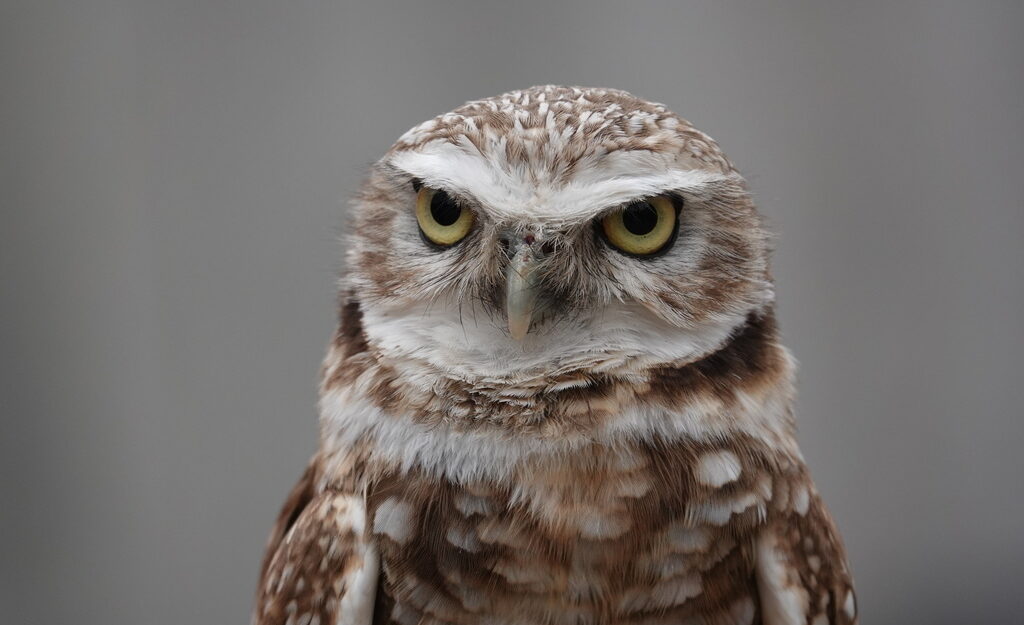 owl