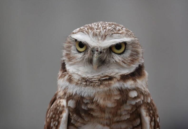 How we protect Endangered Species in Minnesota for Endangered Species Day