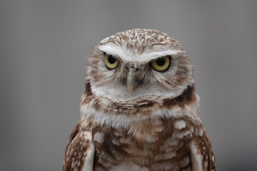 owl