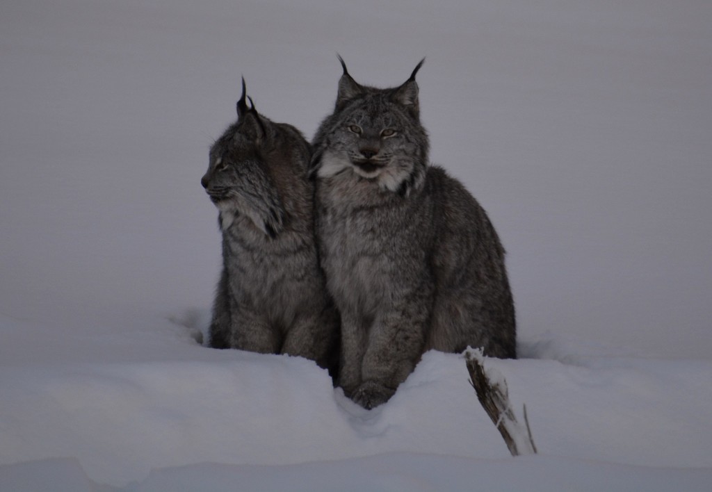 lynx