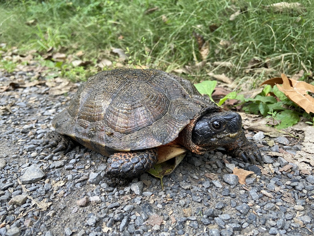 turtle